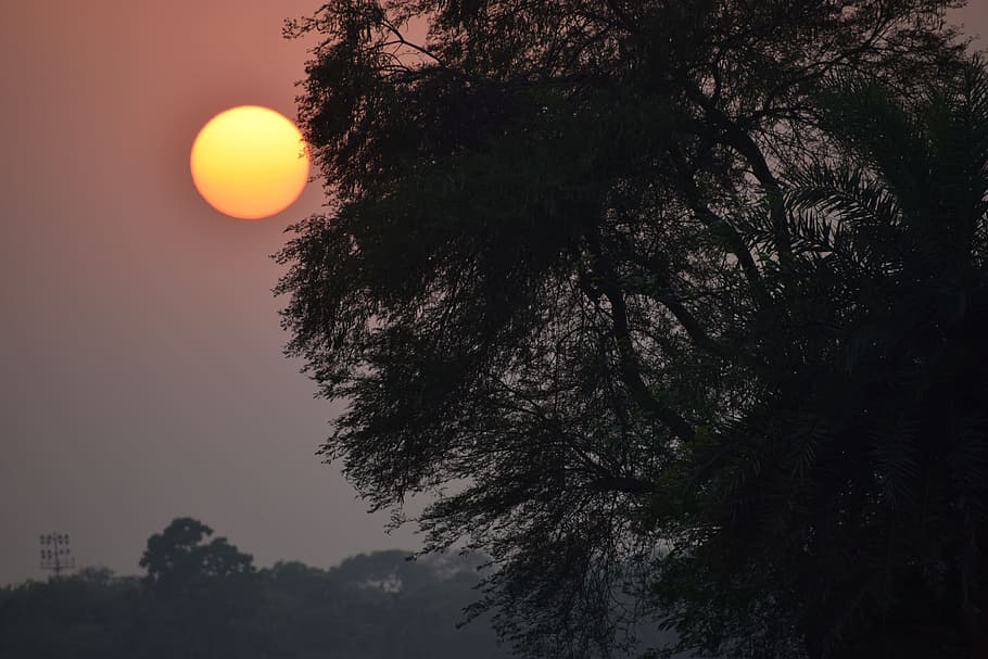 sun set, sun rise, nature, tree, plant, sky, silhouette, beauty in nature HD wallpaper