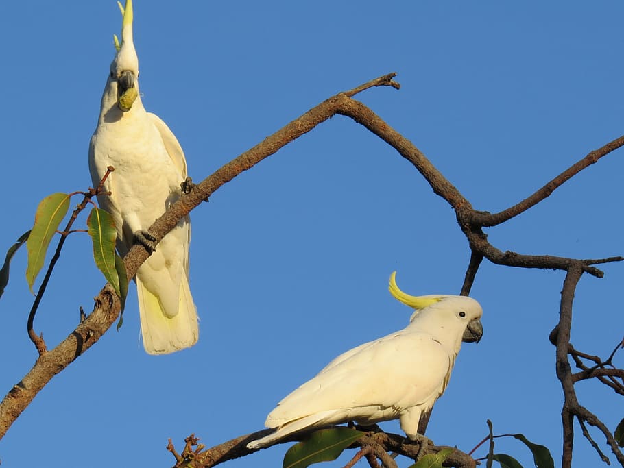 sulphur-crested cockatoos, cacatua galerita, fauna, birds, avian