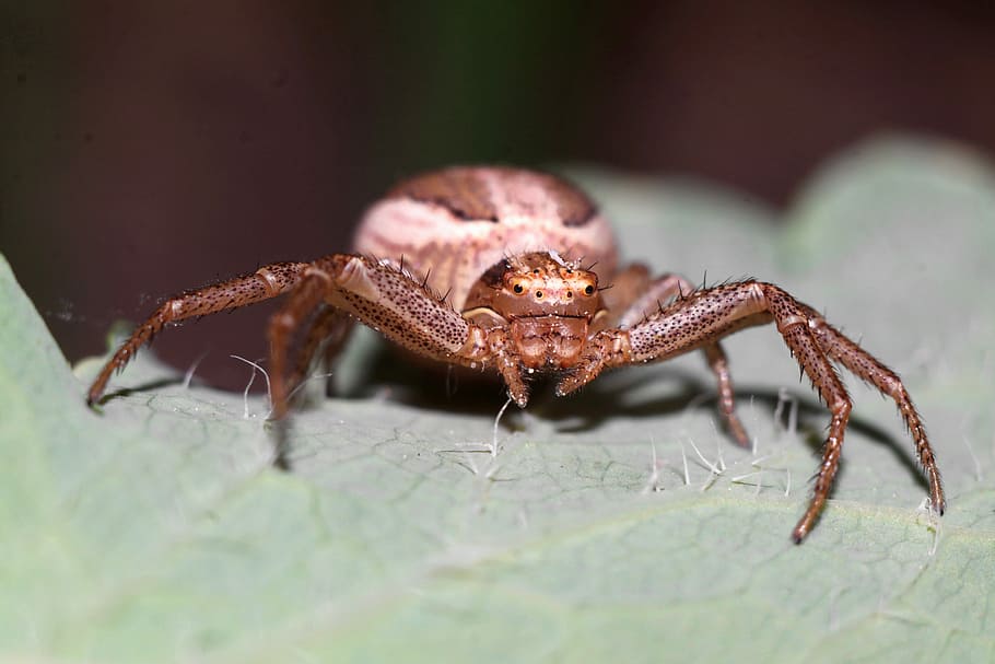 spider, insect, nature, macro, animal themes, one animal, animal wildlife HD wallpaper