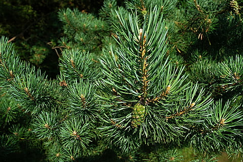 close-up photography of pine tree, needles, macro, cone, unripe HD wallpaper