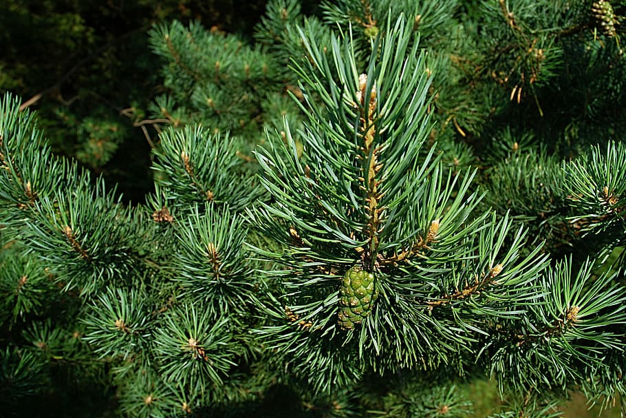 close-up photography of pine tree, needles, macro, cone, unripe HD wallpaper