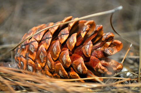 Pine Cone, Forest, Nature, Seeds, fall, brown, food and drink HD wallpaper