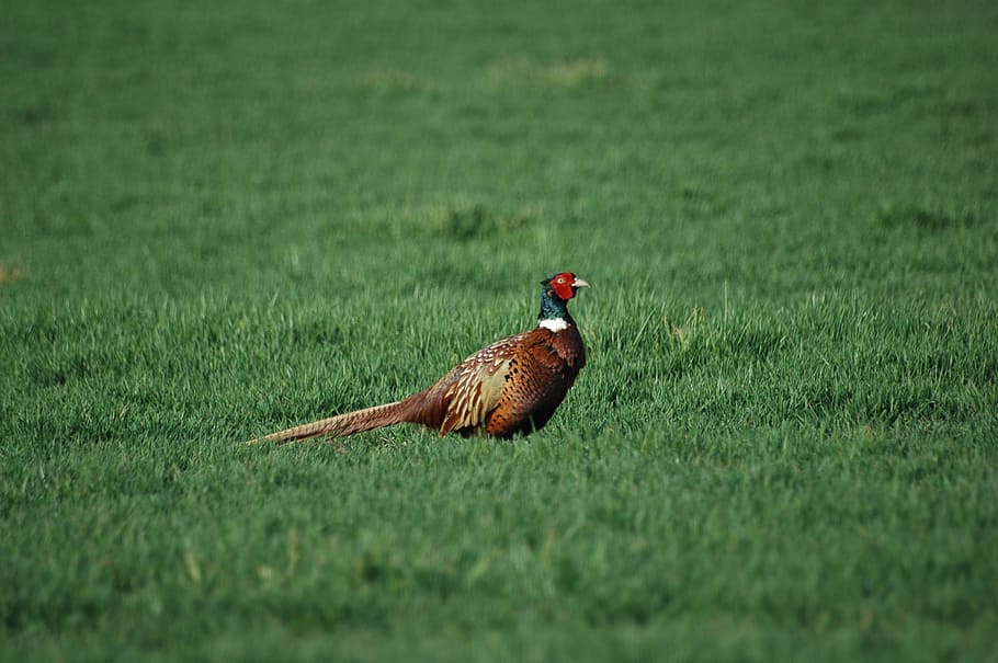 Pheasant, Nature, Prairie, Spring, fields, green, pre, bird HD wallpaper