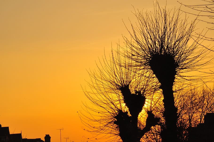 sunset, sky, romantic, golden, summer, trees, willow, silhouette HD wallpaper