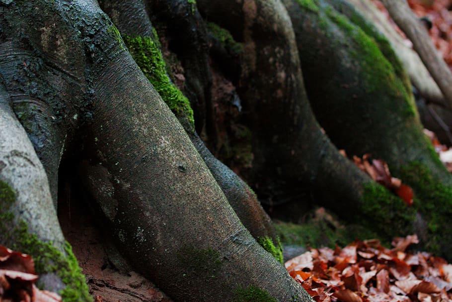 nature, wood, tree, leaf, moss, autumn, environment, park, plant HD wallpaper