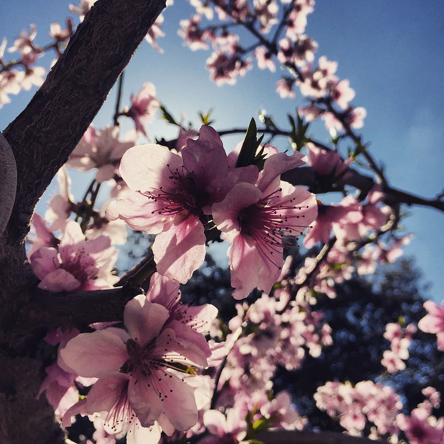 spring, almond tree, nature, flower, flowers, almonds, beautiful HD wallpaper