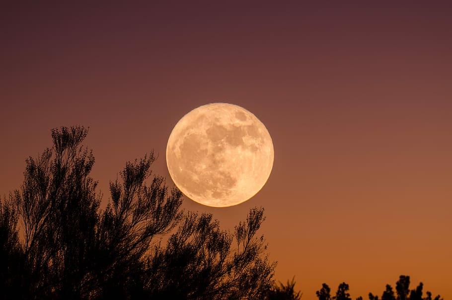full moon, trees and moon during nighttime, branches, sunset