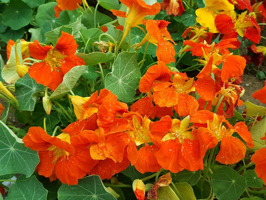 active call, eating flower, summer, flowering plant, beauty in nature HD wallpaper