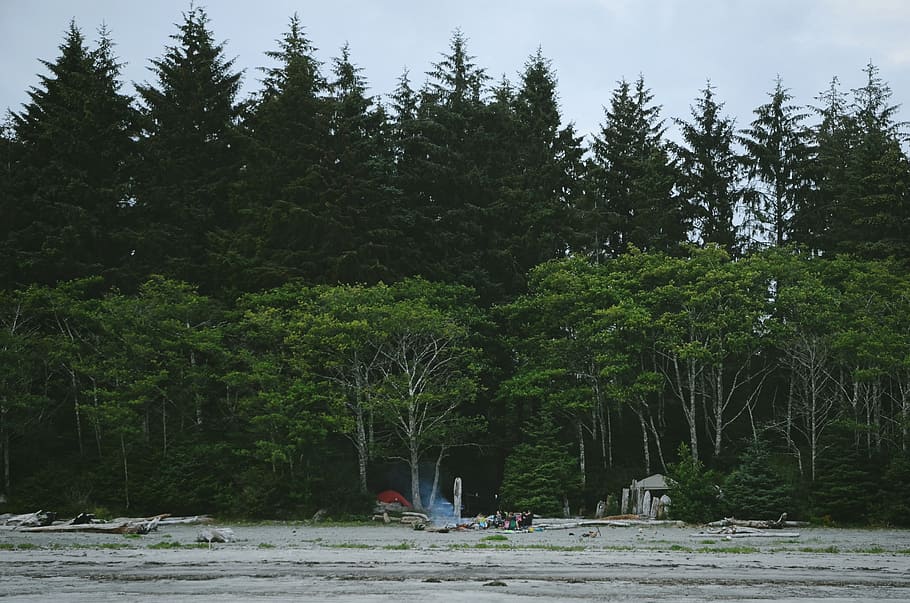 field beside forest, people camping on gray sand near tall green tress during daytime HD wallpaper