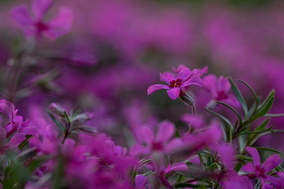 selective focus purple petaled flower, blossom, bloom, pink HD wallpaper