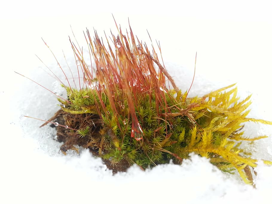 moss, snow, fish, cold, winter, nature, plant, no people, white background HD wallpaper