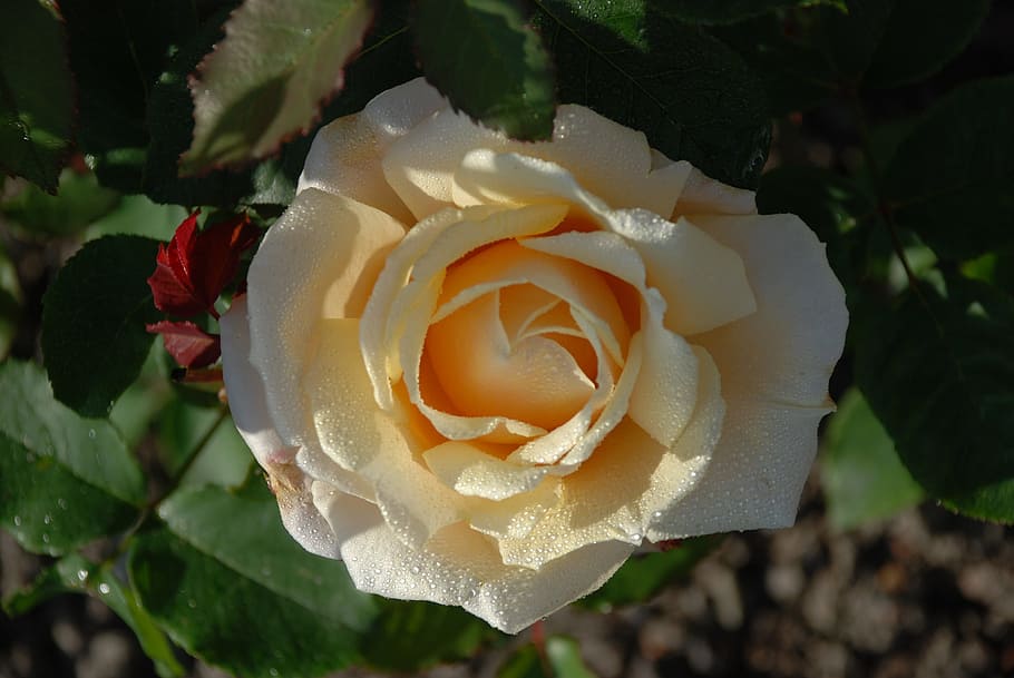 Flower, Pink, Rose, Drops, Plant, Nature, red, leaf, twig, yellow HD wallpaper
