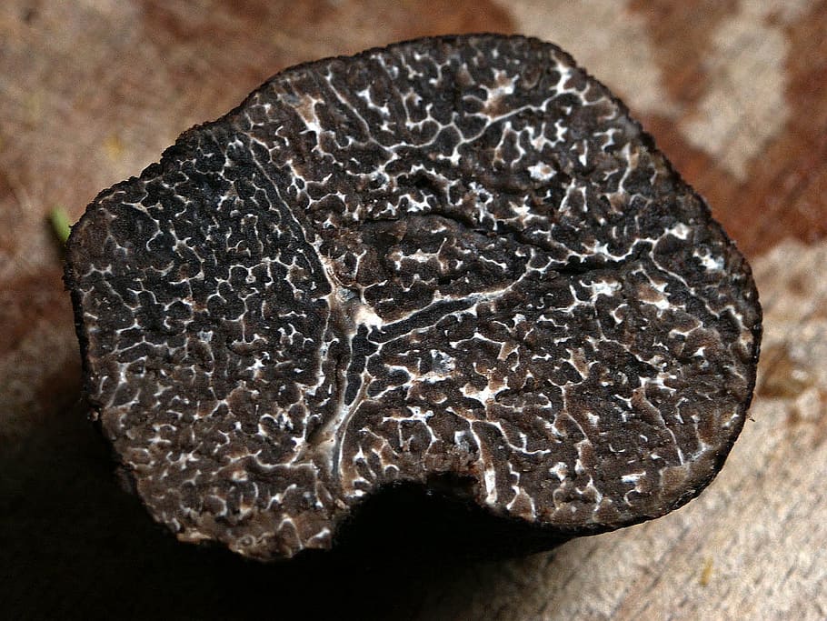 photo of black and brown case, winter truffle, tuber brumale