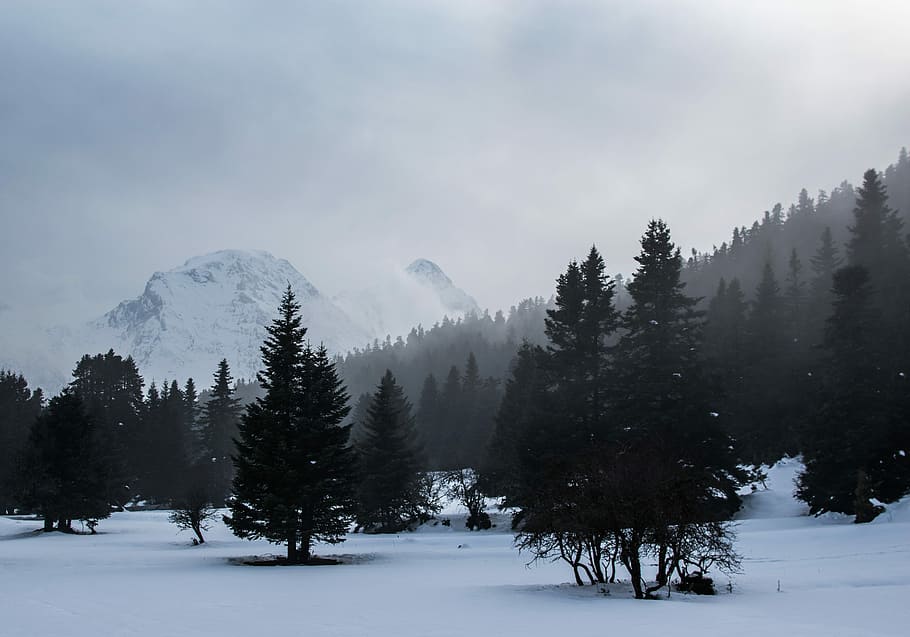pine forest covered by snow and mist, green pine cone trees outdoors HD wallpaper