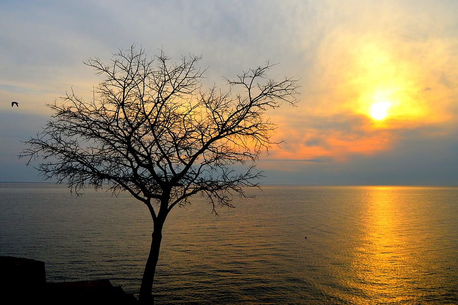 clouds, sky, tree, sky clouds, view, cloud cover, landscape HD wallpaper