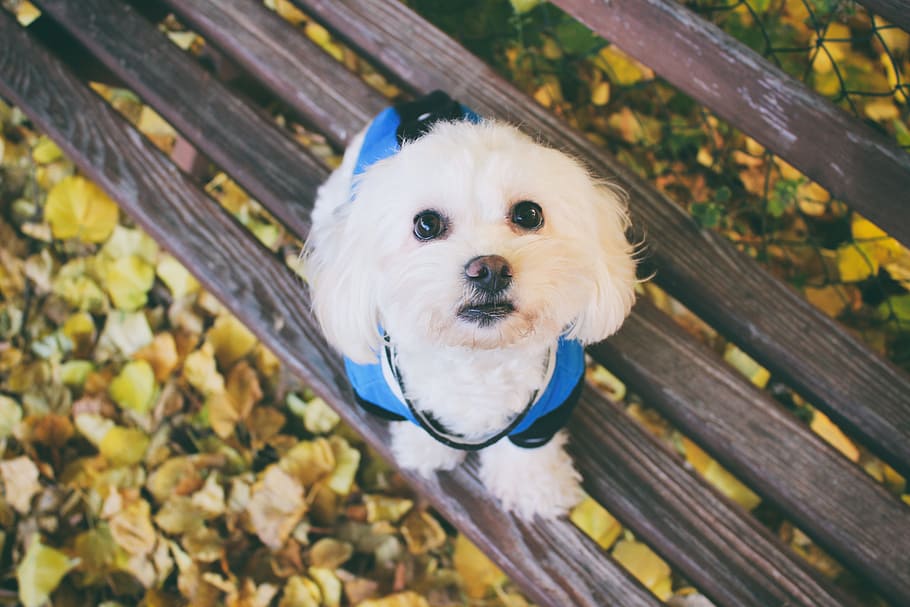 maltese dog, animal, foliage, leaf, cute, autumn, white, one animal, HD wallpaper