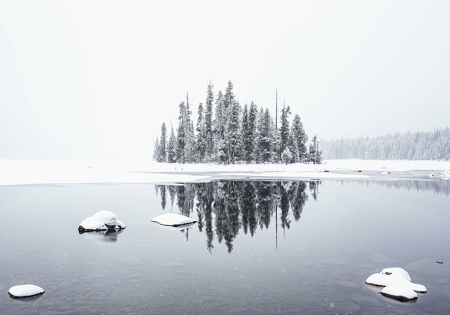 snow capped trees near body of water, winter, white, cold, weather HD wallpaper