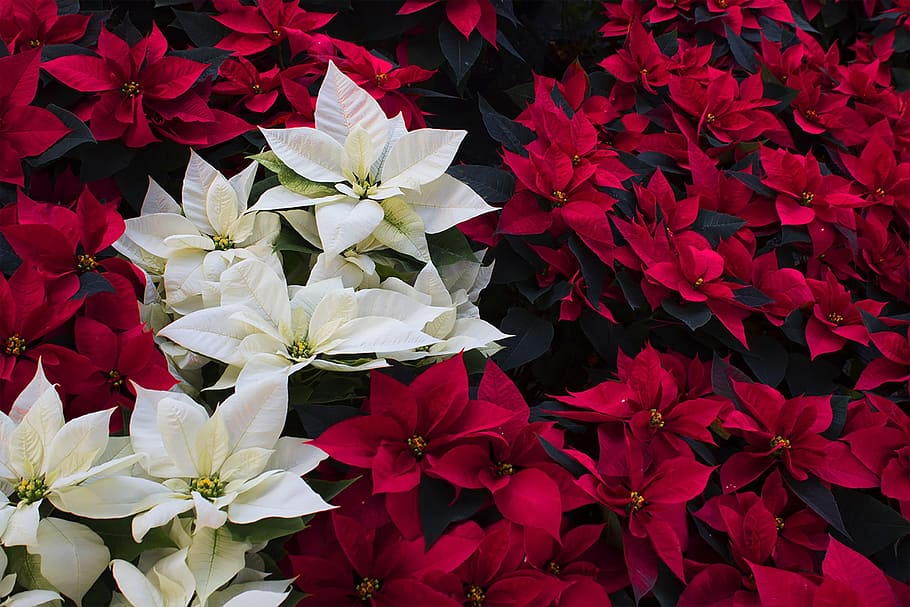good night, red, christmas, nature, flower, plant, plant of christmas, HD wallpaper