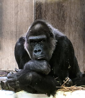 photography of gorilla, monkey, ape, black, dominant, silverback HD wallpaper