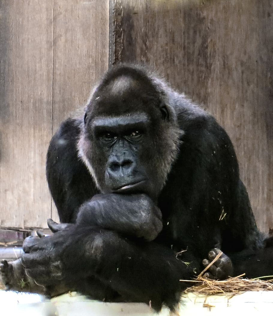 photography of gorilla, monkey, ape, black, dominant, silverback HD wallpaper