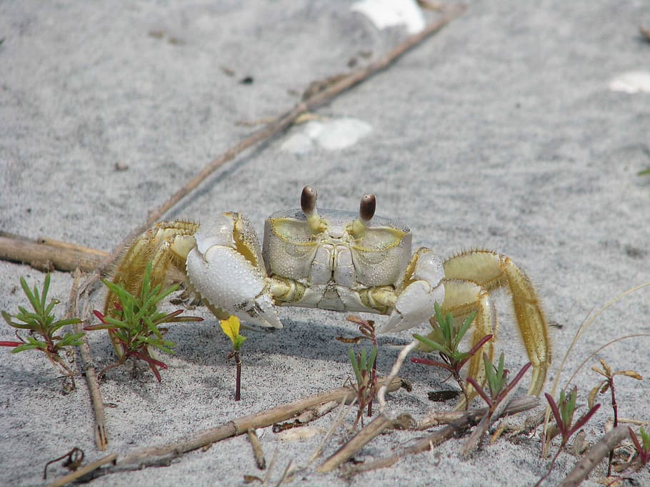 ocypode, crab, ghost, lobsters, crabs, animals, fauna, animal themes HD wallpaper