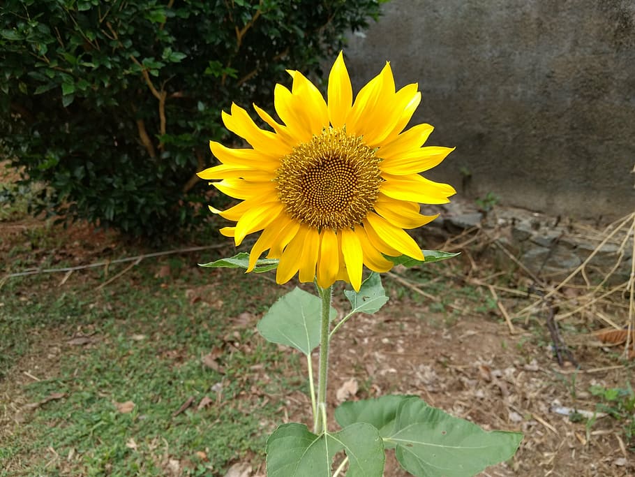 sunflower, splendor, single, yellow, plant, flowering plant HD wallpaper