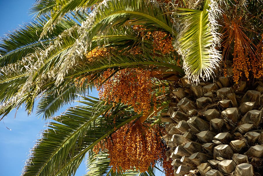 Palm, Branches, Bark, Trunk, palm tree, tropical climate, fruit HD wallpaper
