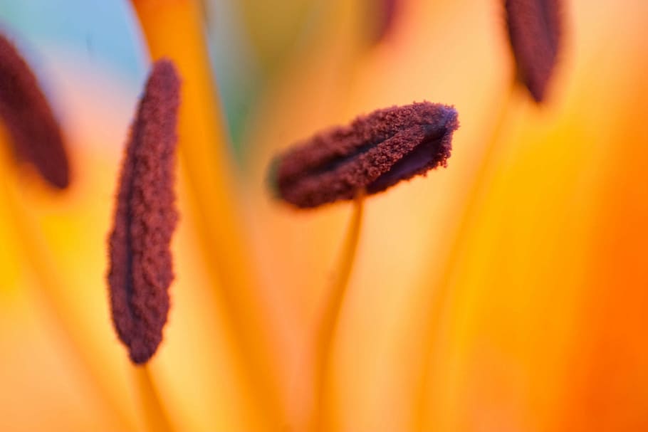 blossom, bloom, close, plant, nature, lily, flower, close-up HD wallpaper