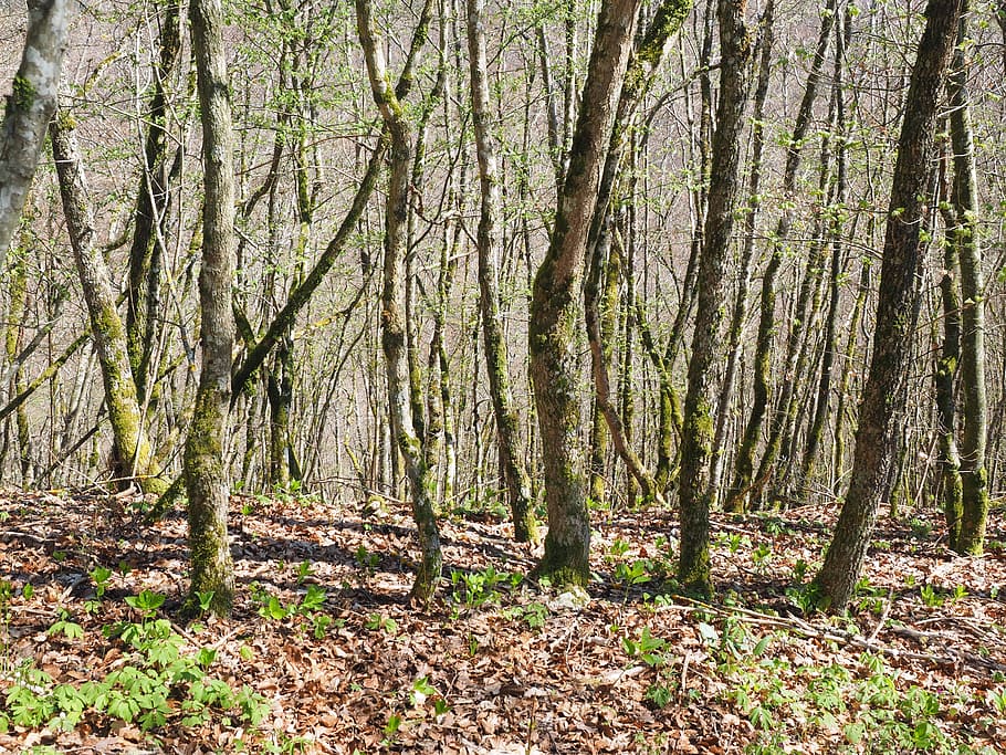 forest, tree trunks, nature, strains, wood, land, plant, tranquility HD wallpaper
