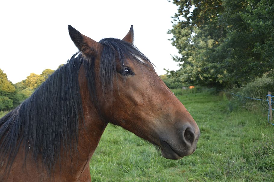 Horse, Head, Equines, Standard, Mane, portrait, profile, brown HD wallpaper