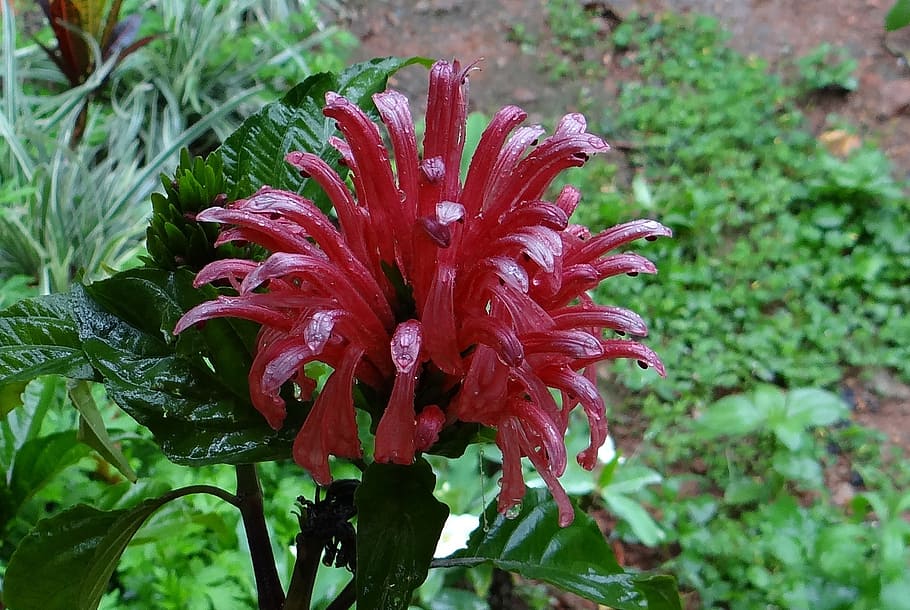 pink jacobinia, brazilian plume, king's crown, plume flower