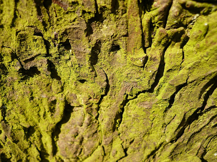 bark, tree, moss, full frame, textured, backgrounds, rough HD wallpaper