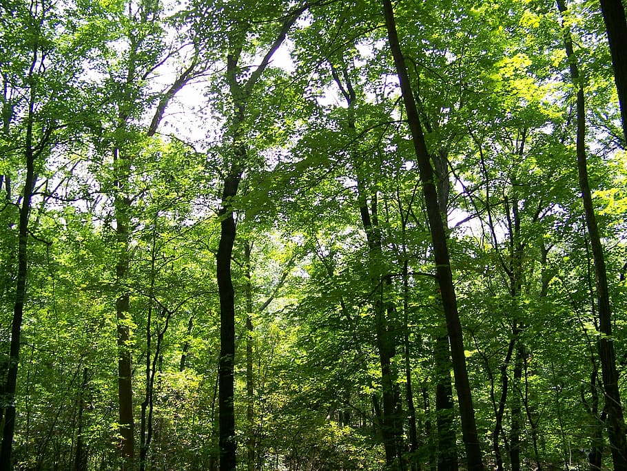 Trees, Woods, Forest, Green, Green, Leaves, branches, summer HD wallpaper