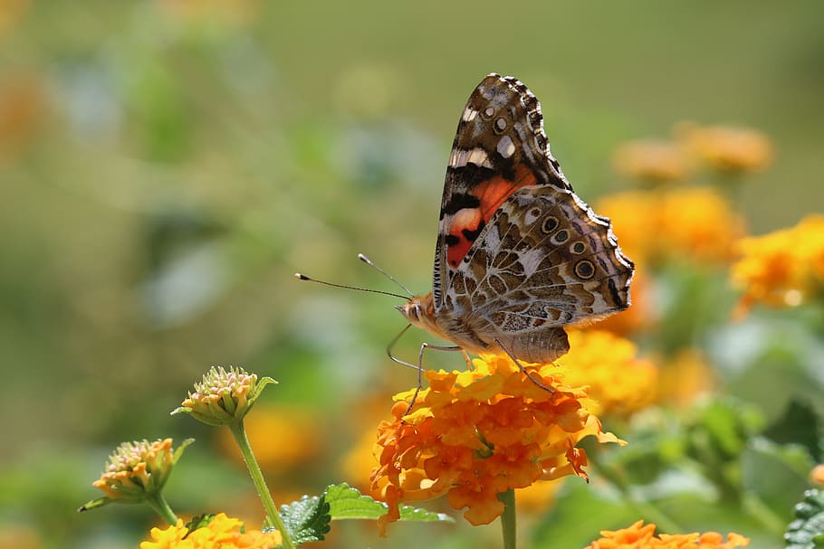 Butterfly, Macro, Close, green field, animal, spring, flower HD wallpaper