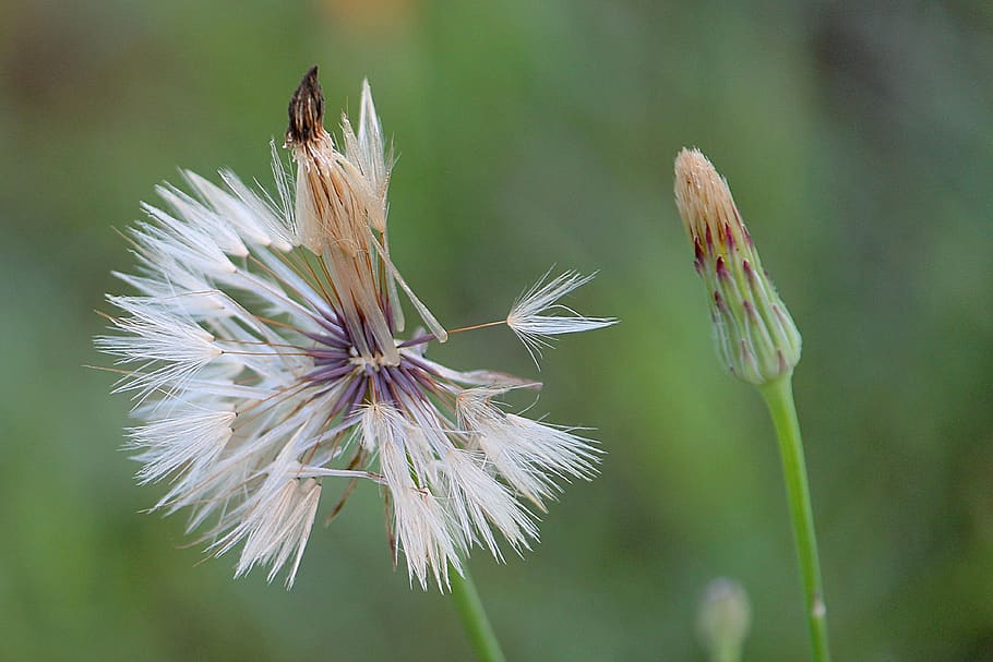 dandelion, seeds, meadow, composites, flower, plant, flowering plant HD wallpaper