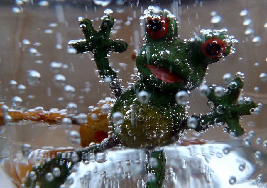 frog, water, green, close-up, no people, nature, indoors, food and drink HD wallpaper