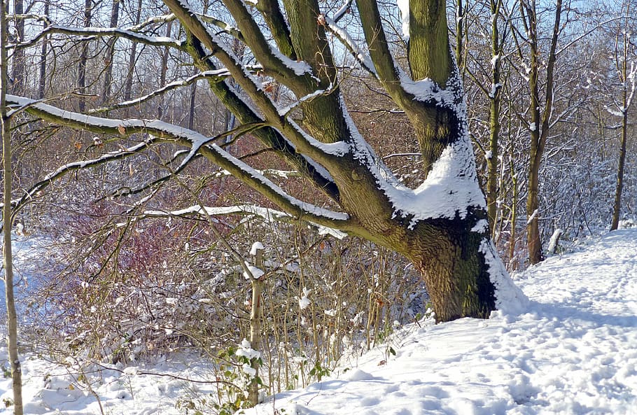 tree, winter, snow landscape, snowy, wintry, nature, sun, snow magic HD wallpaper