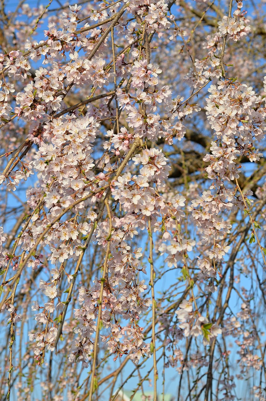 cherry, cherry tree, cherry blossoms, spring, plant, flowering plant HD wallpaper