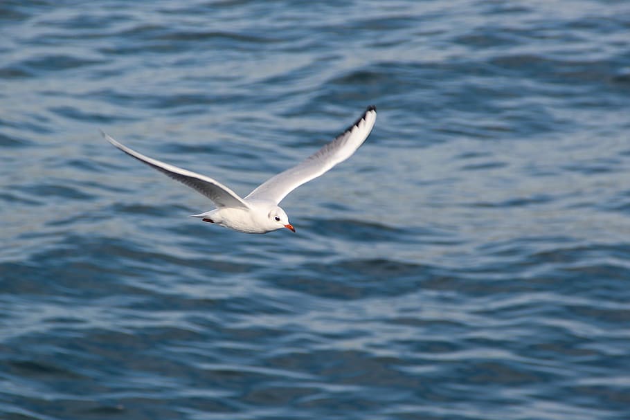 water, bird, seagull, fly, birds, wings, seagulls, nature, float HD wallpaper