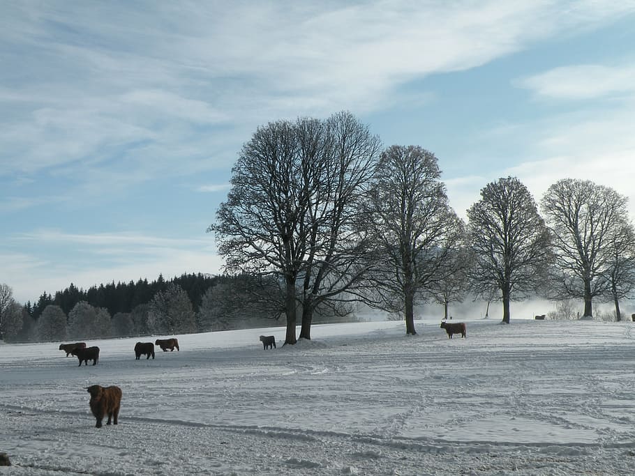 winter, trees, snow, nature, forest, wintry, cold, winter trees HD wallpaper