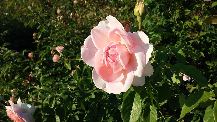rose, flower, pink, plant, flowering plant, petal, beauty in nature HD wallpaper