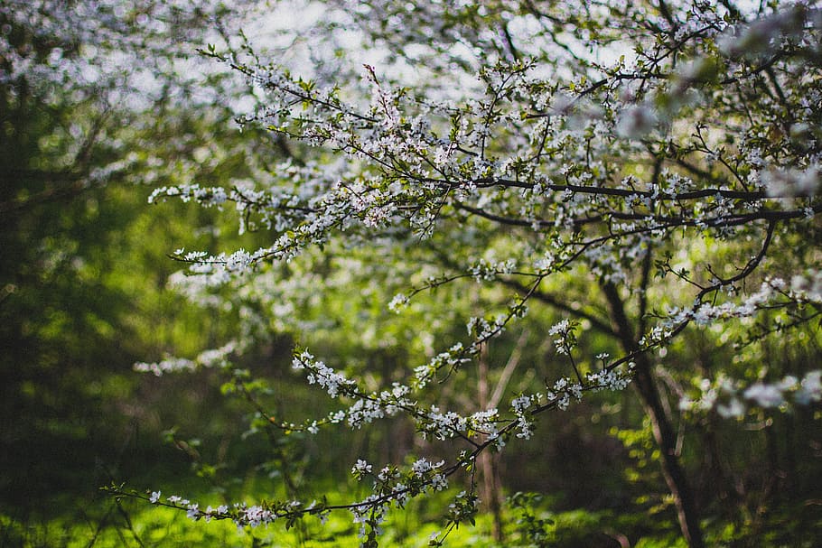landscape, nature, flowers, garden, beautiful, bloom, blooming HD wallpaper