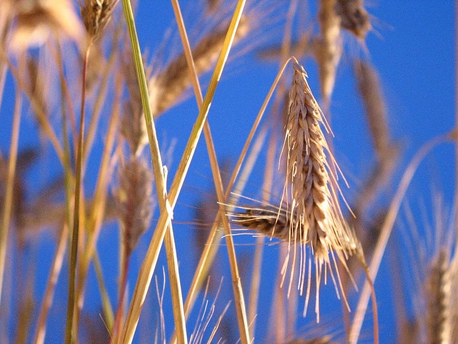 grain, summer, cereals, close-up, nature, day, focus on foreground HD wallpaper