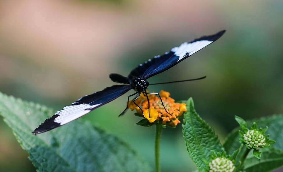 Butterfly, Insect, Wing, Probe, close, nectar, blossom, bloom HD wallpaper