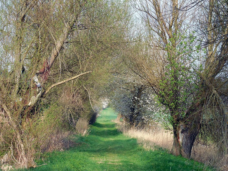 away, bush, tree, meadow, landscape, idyll, green, grass, plant HD wallpaper