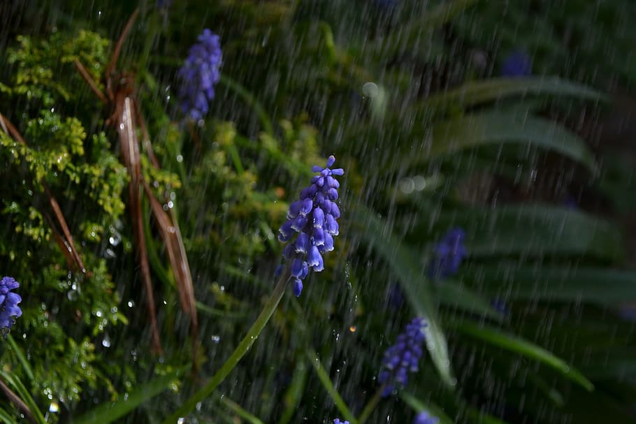 shower, rain, flower, purple, grape, hyacinth, close-up, water, HD wallpaper