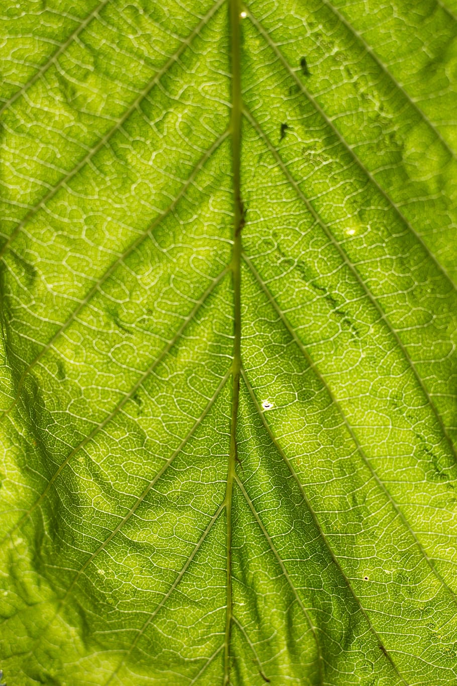 leaf, structure, green, nature, leaves, texture, plant, background HD wallpaper