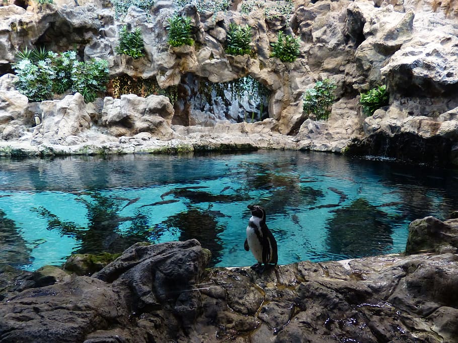 Penguin, Wait, Zoo, Enclosure, Water, penguin pool, humboldt penguin, HD wallpaper