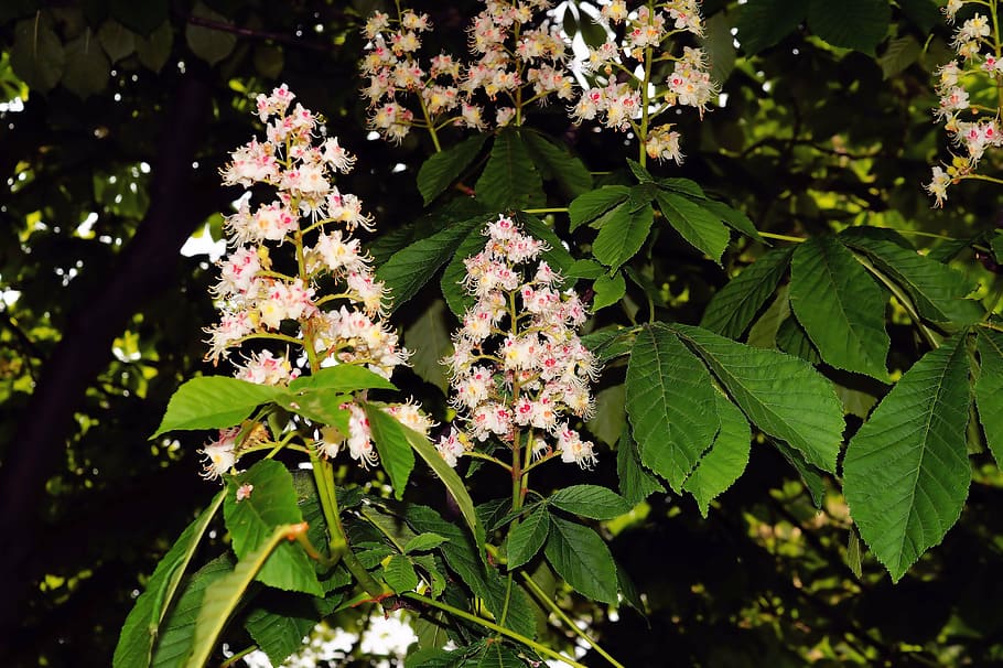 chestnut tree, blossom, bloom, inflorescence, chestnut blossom HD wallpaper