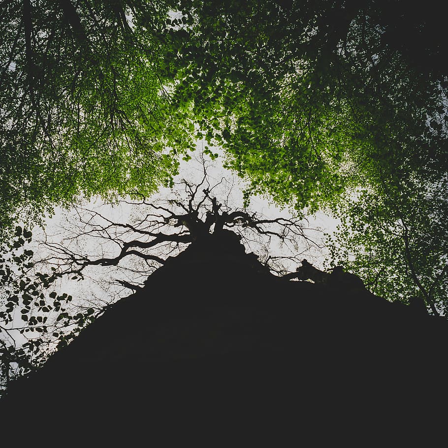 green leaf trees, branch, trunk, bark, sky, foliage, summer HD wallpaper
